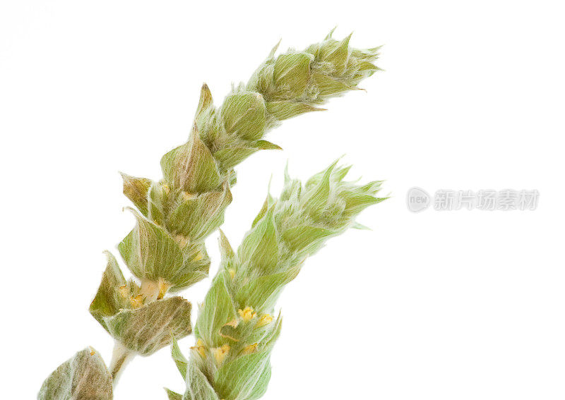 山茶(Sideritis syriaca)